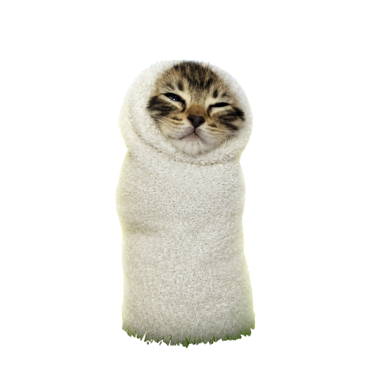 Sock Cat standing in a sock